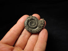 Load image into Gallery viewer, Large Crucilobiceras pyrite ammonite (38 mm)
