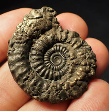 Load image into Gallery viewer, Large Crucilobiceras pyrite ammonite (38 mm)
