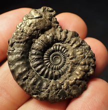 Load image into Gallery viewer, Large Crucilobiceras pyrite ammonite (38 mm)
