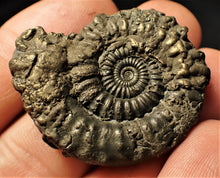 Load image into Gallery viewer, Large Crucilobiceras pyrite ammonite (38 mm)