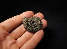Load image into Gallery viewer, Large Crucilobiceras pyrite ammonite (38 mm)