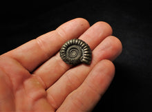 Load image into Gallery viewer, Crucilobiceras pyrite ammonite (27 mm)
