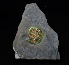 Load image into Gallery viewer, Green iridescent Caloceras display ammonite fossil
