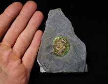 Load image into Gallery viewer, Green iridescent Caloceras display ammonite fossil