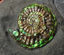 Load image into Gallery viewer, Green iridescent Caloceras display ammonite fossil