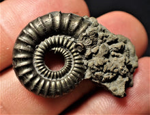 Load image into Gallery viewer, Large Crucilobiceras pyrite ammonite (35 mm)