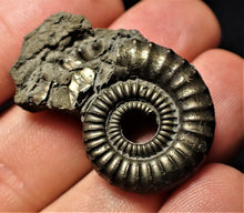 Load image into Gallery viewer, Large Crucilobiceras pyrite ammonite (35 mm)
