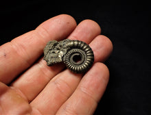 Load image into Gallery viewer, Large Crucilobiceras pyrite ammonite (35 mm)