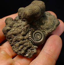 Load image into Gallery viewer, Large Crucilobiceras pyrite ammonite fossil (56 mm)