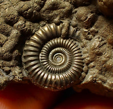 Load image into Gallery viewer, Large Crucilobiceras pyrite ammonite fossil (56 mm)