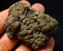 Load image into Gallery viewer, Large Crucilobiceras pyrite ammonite fossil (56 mm)