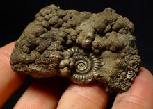Load image into Gallery viewer, Large Crucilobiceras pyrite ammonite fossil (56 mm)