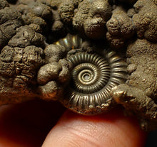 Load image into Gallery viewer, Large Crucilobiceras pyrite ammonite fossil (56 mm)