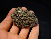 Load image into Gallery viewer, Rare, large and very full pyrite multi-ammonite fossil (64 mm) Crucilobiceras