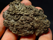 Load image into Gallery viewer, Rare, large and very full pyrite multi-ammonite fossil (64 mm) Crucilobiceras