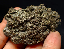 Load image into Gallery viewer, Rare, large and very full pyrite multi-ammonite fossil (64 mm) Crucilobiceras