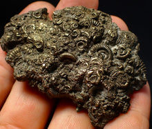 Load image into Gallery viewer, Rare, large and very full pyrite multi-ammonite fossil (64 mm) Crucilobiceras
