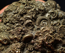 Load image into Gallery viewer, Rare, large and very full pyrite multi-ammonite fossil (64 mm) Crucilobiceras