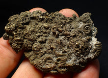 Load image into Gallery viewer, Rare, large and very full pyrite multi-ammonite fossil (64 mm) Crucilobiceras