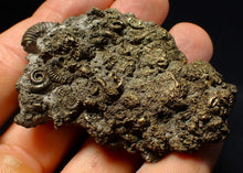 Load image into Gallery viewer, Rare, large and very full pyrite multi-ammonite fossil (64 mm) Crucilobiceras