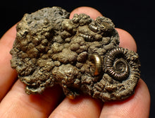 Load image into Gallery viewer, Pyrite multi-ammonite fossil (56 mm) Crucilobiceras
