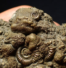 Load image into Gallery viewer, Pyrite multi-ammonite fossil (56 mm) Crucilobiceras