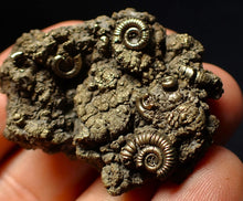 Load image into Gallery viewer, Full pyrite multi-ammonite fossil (42 mm) Crucilobiceras