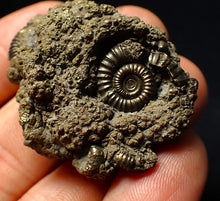 Load image into Gallery viewer, Full pyrite multi-ammonite fossil (42 mm) Crucilobiceras