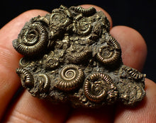 Load image into Gallery viewer, Stunning, full pyrite multi-ammonite fossil (42 mm) Crucilobiceras