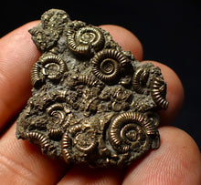 Load image into Gallery viewer, Stunning, full pyrite multi-ammonite fossil (42 mm) Crucilobiceras
