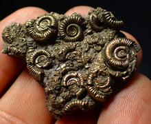 Load image into Gallery viewer, Stunning, full pyrite multi-ammonite fossil (42 mm) Crucilobiceras