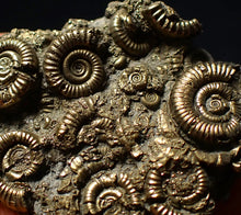 Load image into Gallery viewer, Stunning, full pyrite multi-ammonite fossil (42 mm) Crucilobiceras
