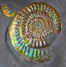 Load image into Gallery viewer, Rare large rainbow iridescent multi-Caloceras display ammonite fossil