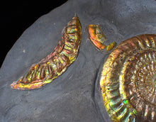 Load image into Gallery viewer, Rare large rainbow iridescent multi-Caloceras display ammonite fossil