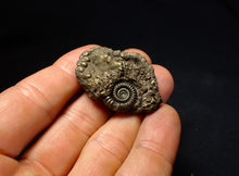 Load image into Gallery viewer, Crucilobiceras pyrite ammonite fossil (40 mm)