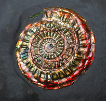 Load image into Gallery viewer, Red iridescent Caloceras display ammonite fossil 49mm
