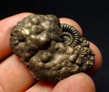 Load image into Gallery viewer, Crucilobiceras pyrite ammonite fossil (40 mm)