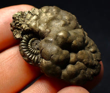 Load image into Gallery viewer, Crucilobiceras pyrite ammonite fossil (40 mm)