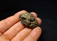 Load image into Gallery viewer, Crucilobiceras pyrite ammonite fossil (40 mm)