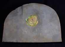 Load image into Gallery viewer, Green iridescent Caloceras display ammonite fossil 36mm