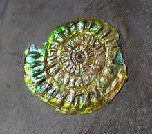 Load image into Gallery viewer, Green iridescent Caloceras display ammonite fossil 36mm