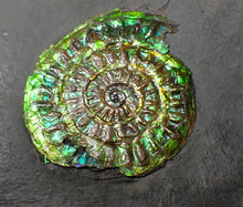 Load image into Gallery viewer, Green iridescent Caloceras display ammonite fossil 36mm