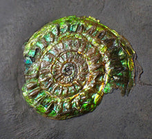 Load image into Gallery viewer, Green iridescent Caloceras display ammonite fossil 36mm