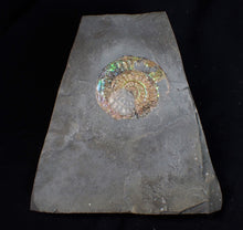 Load image into Gallery viewer, Green & blue iridescent Caloceras display ammonite fossil 52mm with oyster