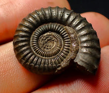 Load image into Gallery viewer, Large Crucilobiceras pyrite ammonite fossil (27 mm)