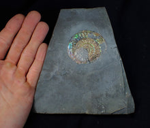 Load image into Gallery viewer, Green & blue iridescent Caloceras display ammonite fossil 52mm with oyster