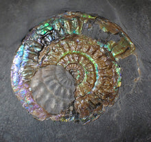 Load image into Gallery viewer, Green & blue iridescent Caloceras display ammonite fossil 52mm with oyster