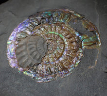 Load image into Gallery viewer, Green & blue iridescent Caloceras display ammonite fossil 52mm with oyster