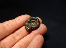 Load image into Gallery viewer, Large Crucilobiceras pyrite ammonite fossil (27 mm)