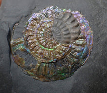 Load image into Gallery viewer, Green & blue iridescent Caloceras display ammonite fossil 52mm with oyster